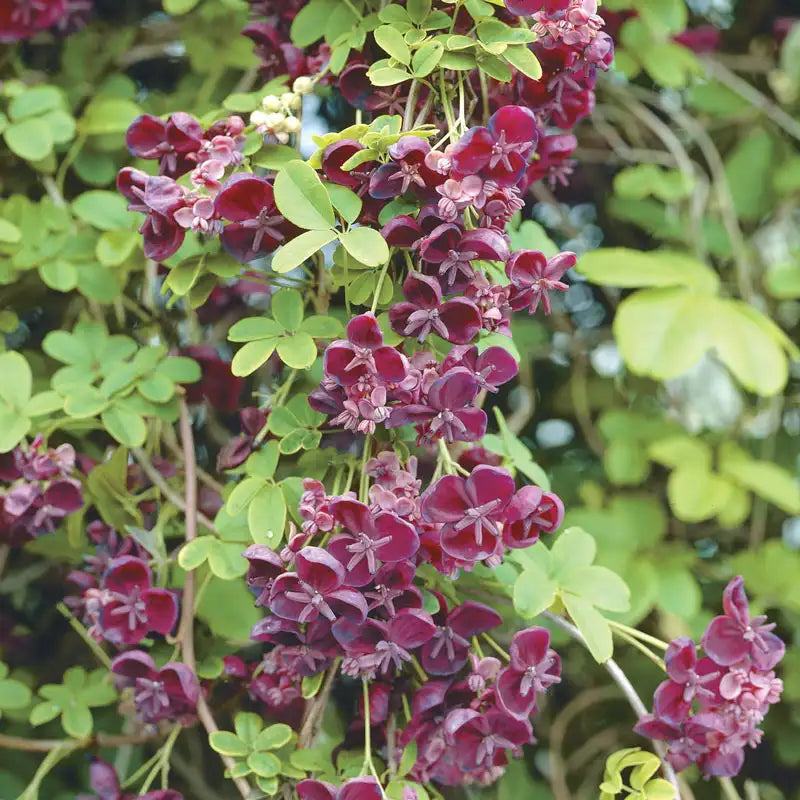 Chocolate Waldrebe Blumensamen zur Aussaat – ideal Rabatten – Traditionssorte & ohne Gentechnik Samen Hausgarten