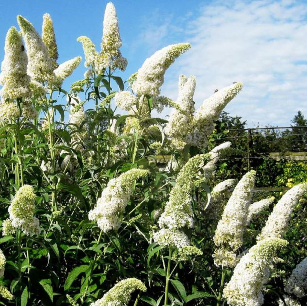 Weiß (weiß buddleja) samen for anpflanzung in home garten