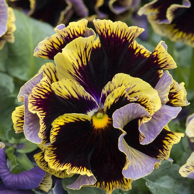 Veilchen Arvensis Field Stiefmütterchen Samen Wildblume Schönheit