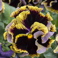 Veilchen Arvensis Field Stiefmütterchen Samen Wildblume Schönheit