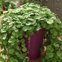 Emerald falls dichondra house blume samen for anpflanzung - fragrant blossoms, heirloom & gmo free samen for home garten
 
 sale samen for home garten