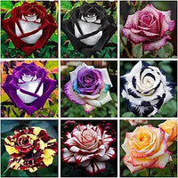 Hybrid rainbow rose samen for colorful garten blooms