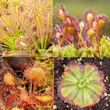Gemischt Sundew zur Aussaat lang Blüte Saison Traditionssorte & ohne Gentechnik Samen Hausgarten