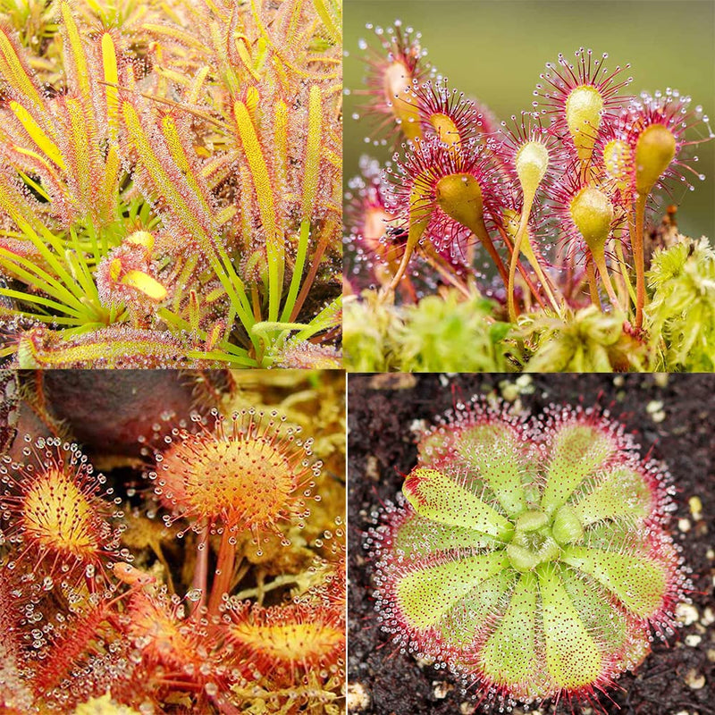 Gemischt Sundew zur Aussaat lang Blüte Saison Traditionssorte & ohne Gentechnik Samen Hausgarten