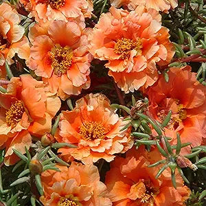 Stoppuhr Orange Portulaca Moss Rose Samen leuchtend Orange Blüten
