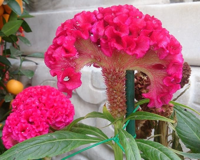 Dark rosa celosia samen blume samen for anpflanzung - seasonal bloomer, heirloom & gmo free samen for home garten
 
 sale samen for anpflanzung in home garten