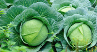 Golden Acre Cabbage Samen zum Pflanzen - High Yield Variety