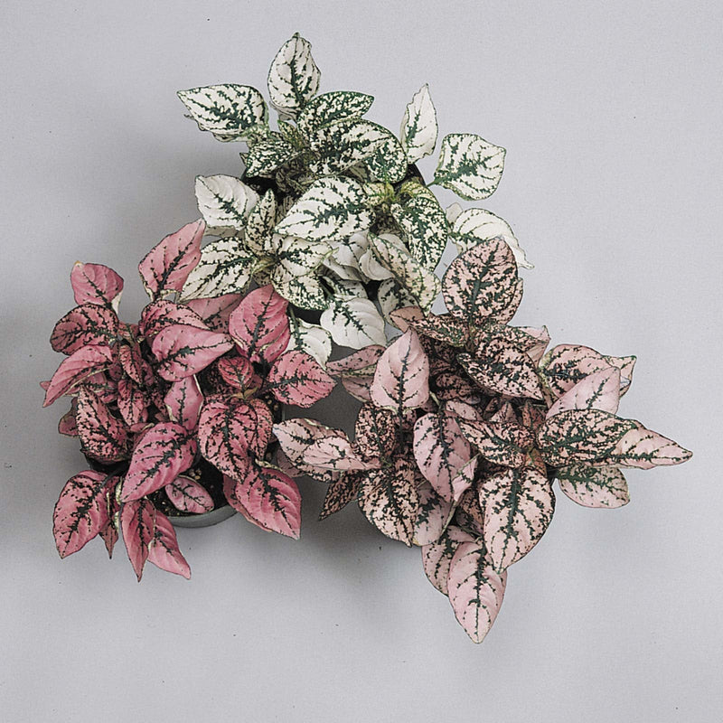 Hypoestes splash rosa for indoor and shade anpflanzung