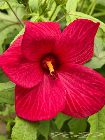 Traditionssorte Rose Mallow Blumensamen zur Aussaat Bestäuber freundlich Traditionssorte & ohne Gentechnik Samen Hausgarten