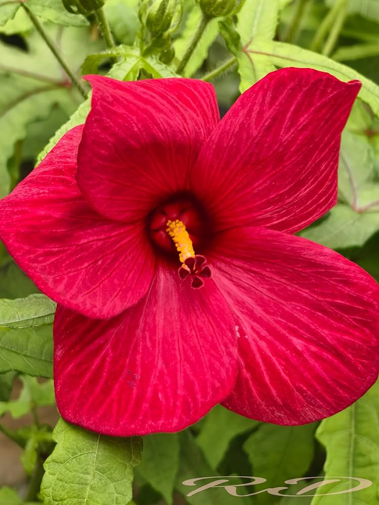 Variedad tradicional malva rosa semillas de flores para siembra favorable para los polinizadores variedad tradicional y sin transgénicos semillas para jardín doméstico