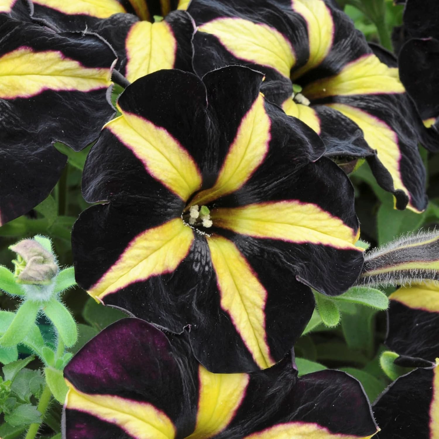 Schwarz & Gelb Petunie Blumensamen zur Aussaat – sonnenliebend – Traditionssorte & ohne Gentechnik Samen Hausgarten