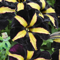 Schwarz & Gelb Petunie Blumensamen zur Aussaat – sonnenliebend – Traditionssorte & ohne Gentechnik Samen Hausgarten