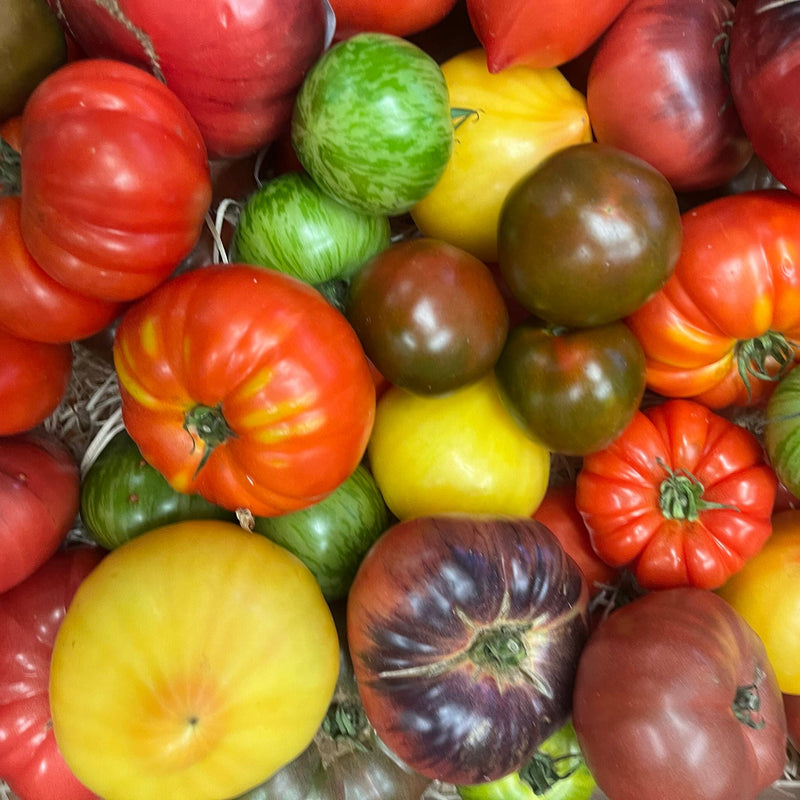 Semillas mixtas de tomate para plantar