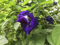 Clitoria blume samen for anpflanzung - seasonal bloomer, heirloom & gmo free samen for home garten
 
 sale samen for anpflanzung in home garten
