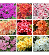 MultiColour Rhododendron Blumensamen zur Aussaat Drought verträglich Traditionssorte & ohne Gentechnik Samen Hausgarten