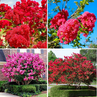 Gemischt Crepe Myrtle Blumensamen zur Aussaat – leuchtend Blüten – Traditionssorte & ohne Gentechnik Samen Hausgarten