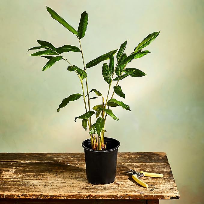 Spicy ginger root gemüse samen für aussaat samen