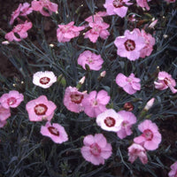 Nelke Allwoodi Alpinus Samen – robust mehrjährig elegant Blumen