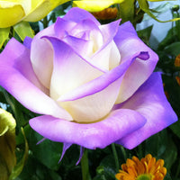 Rose Samen zur Aussaat Create a Rose Garten