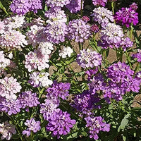 Globe Candytuft Samen – Weiß Candytuft Blüten