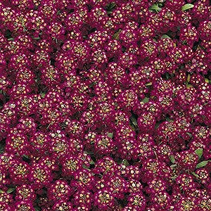 Alyssum Easter Bonnet Violett Samen duftend Violett Blumen