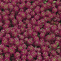 Alyssum Easter Bonnet Violett Samen duftend Violett Blumen