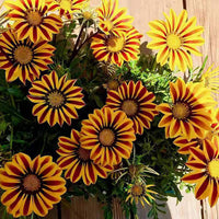 Mittagsgold Kiss Lemon Gelb Mittagsgold rigens Samen zur Aussaat Blume Beet Stein Garten