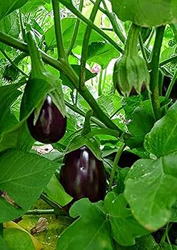 Violett Eggplant Gemüse Planting Samen