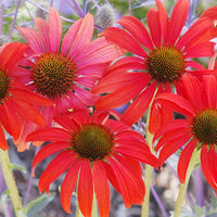 Tomato Soup Coneflower Echinacea spp. Samen zur Aussaat Blume Beet