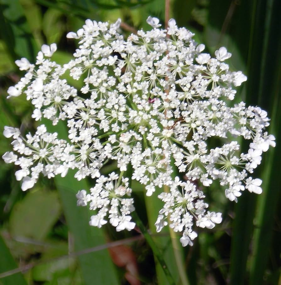 Queen Anne's Lace Daucus carota Blumensamen zur Aussaat Blume Beet und Garten