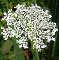 Queen Anne's Lace Daucus carota Blumensamen zur Aussaat Blume Beet und Garten
