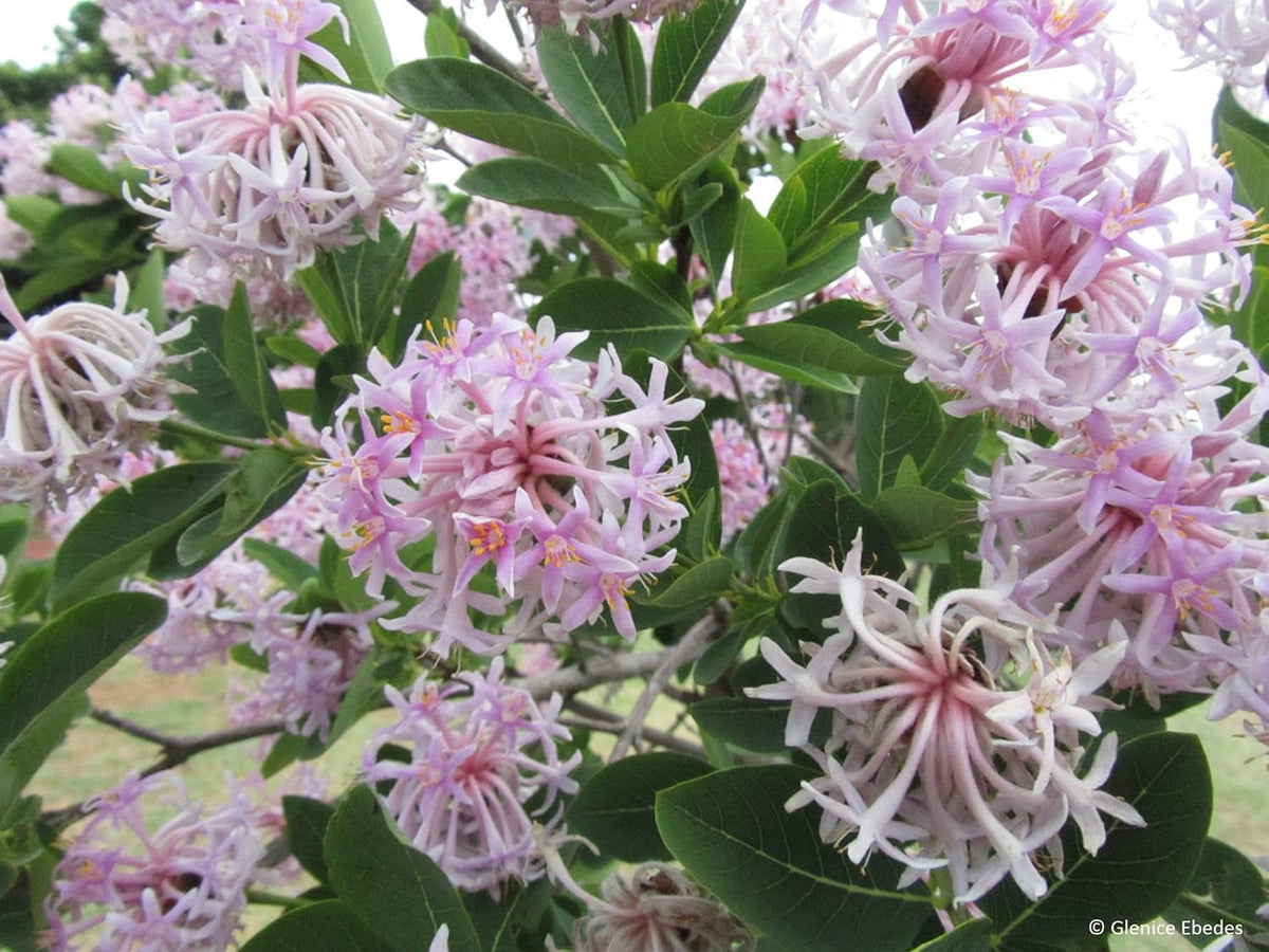 Dais Cotinifolia Blumensamen zur Aussaat leuchtend Traditionssorte & ohne Gentechnik Samen Hausgarten
