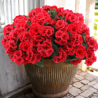 hängend Blumensamen zur Aussaat kompakt Wuchs Traditionssorte & ohne Gentechnik Samen Hausgarten