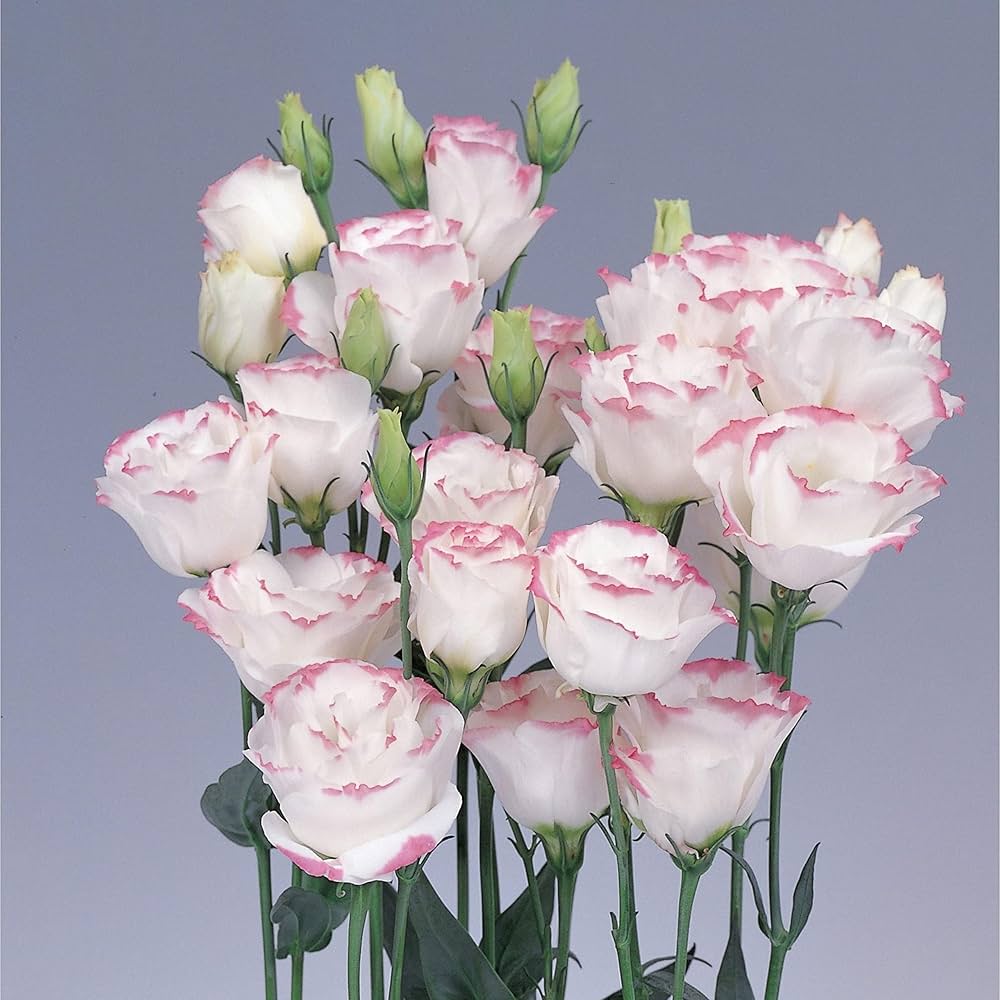Rosa picotte eustoma (lisianthus) blume samen for anpflanzung - bright blooms, heirloom & gmo free samen for home garten
 
 sale for anpflanzung in home garten