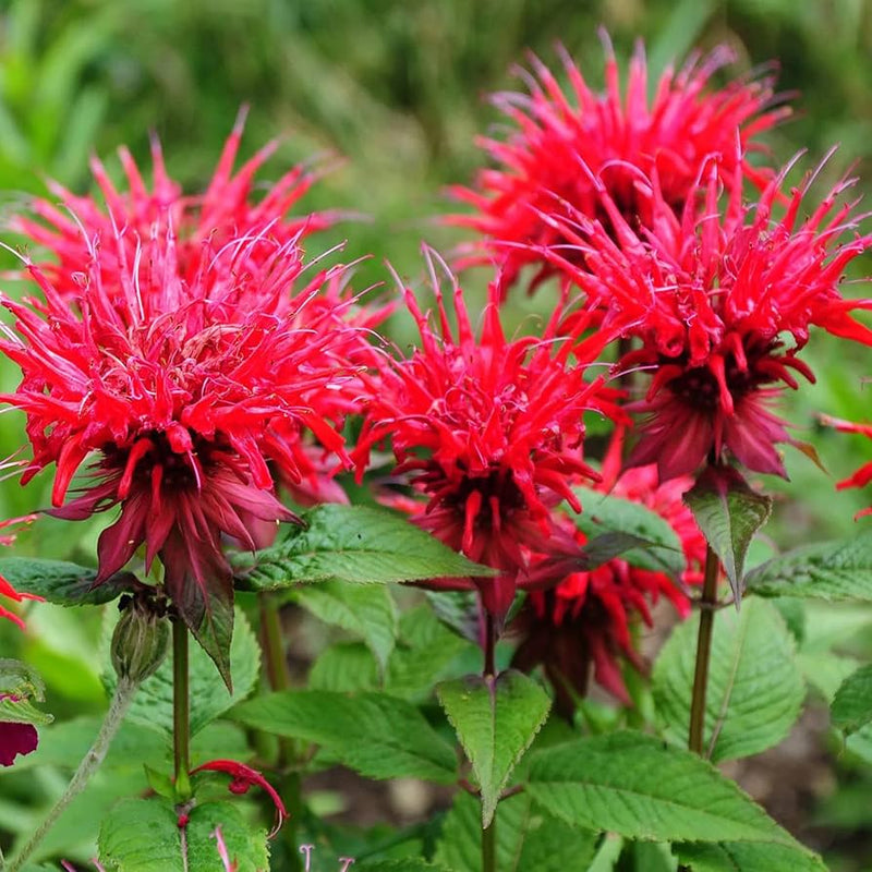Bee balm monarda didyma samen for anpflanzung in pollinator garten