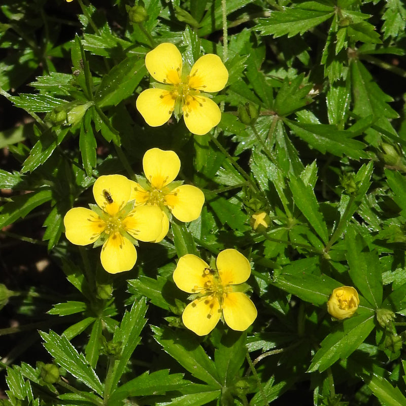 Tormentil potentilla erecta for anpflanzung in wildflower garten