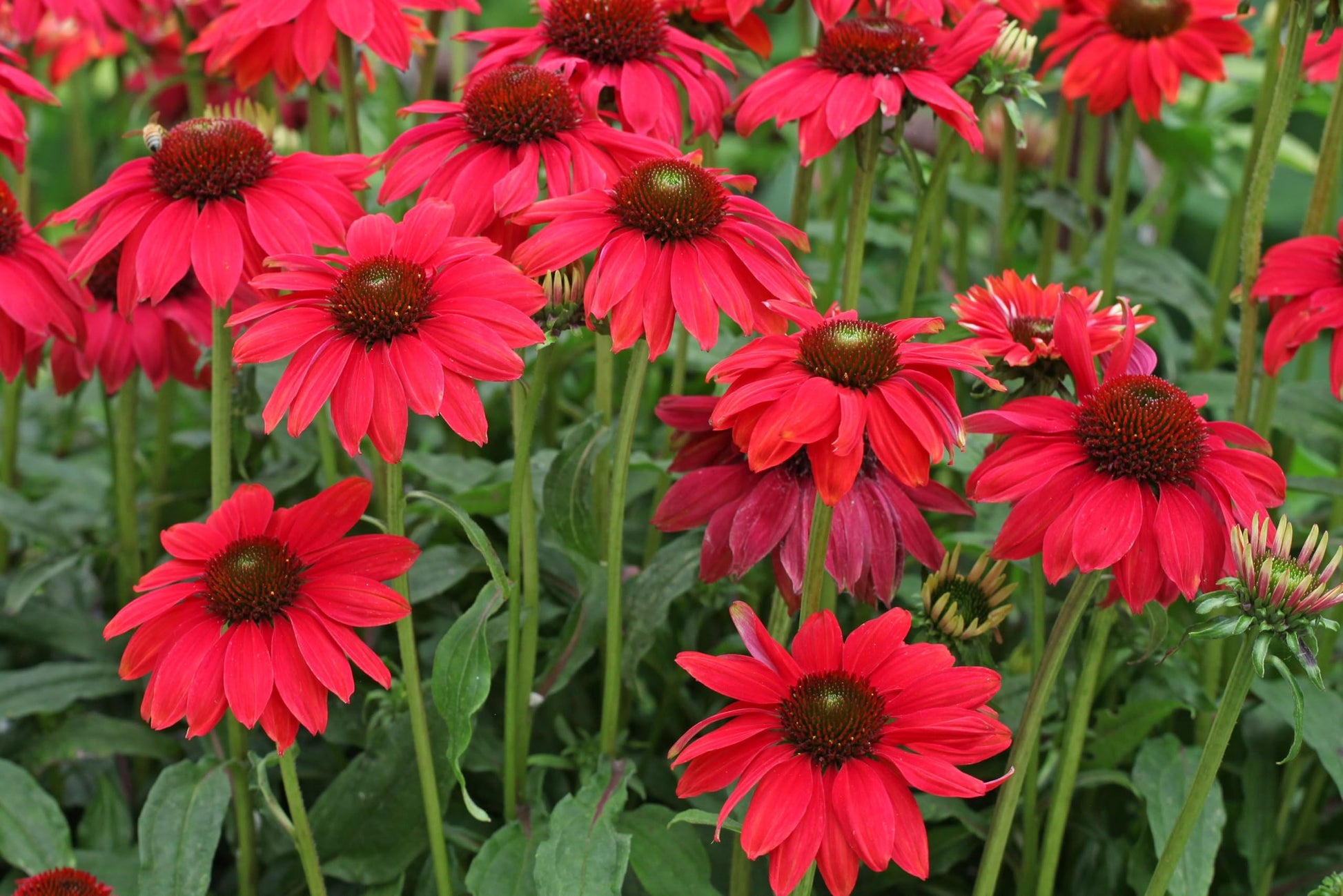 Echinacea Samen zur Aussaat Echinacea Purpurea Blume Beet Bestäuber Garten