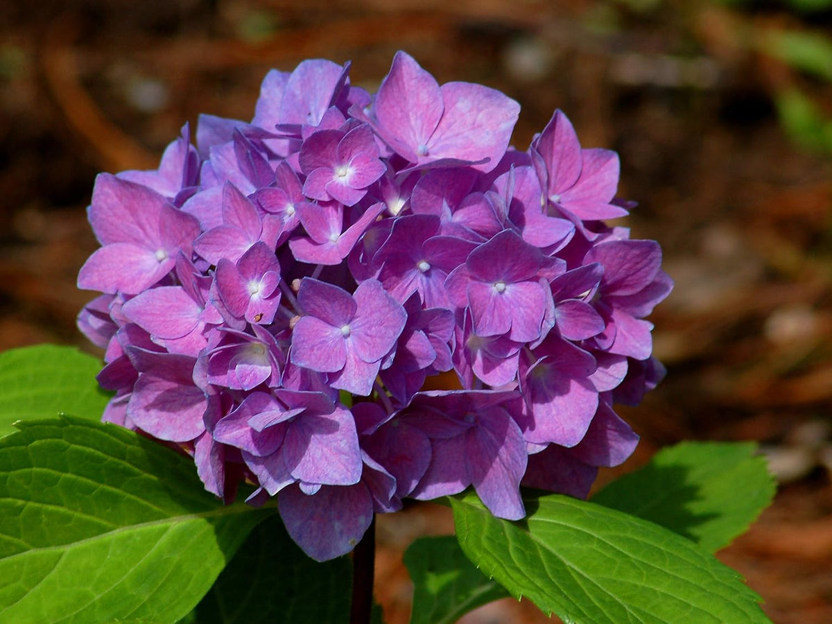 Hortensie Blumensamen zur Aussaat kompakt Wuchs Traditionssorte & ohne Gentechnik Samen Hausgarten