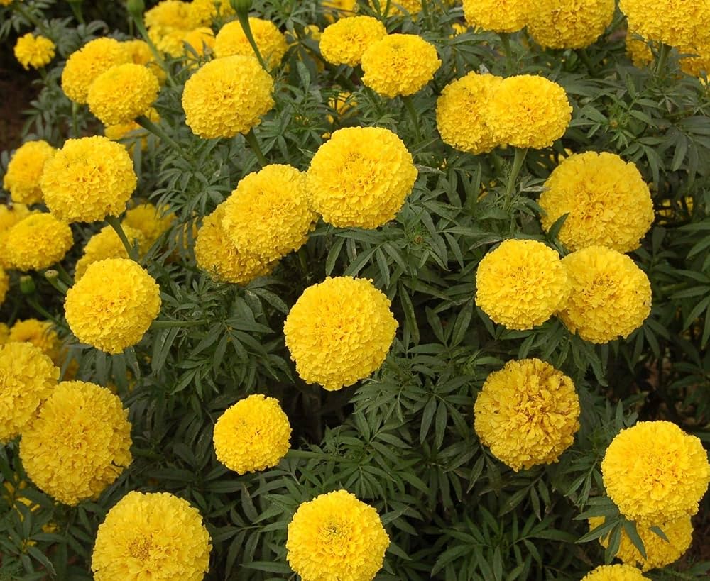 Marigold tagetes erecta for anpflanzung in blume bed