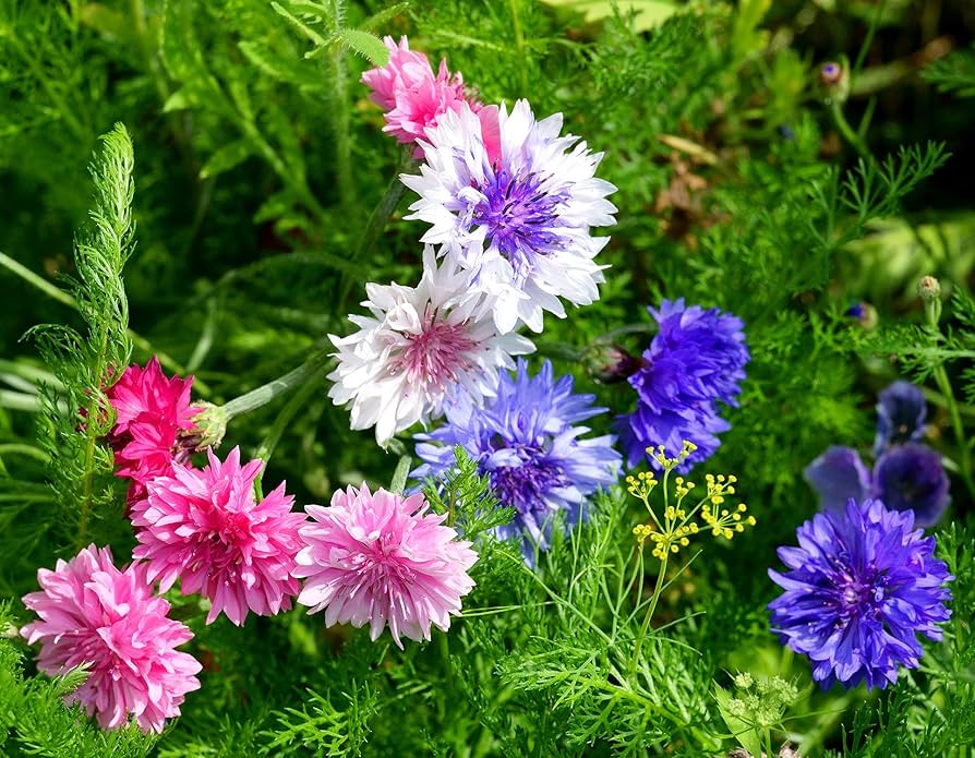 Gemischt Centaurea Cyanus Romantic Samen zur Aussaat Blume Beet Garten
