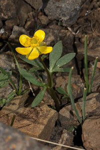 Early Buttercup Native Wildblume Samen Bestäuber-freundlich Gärten