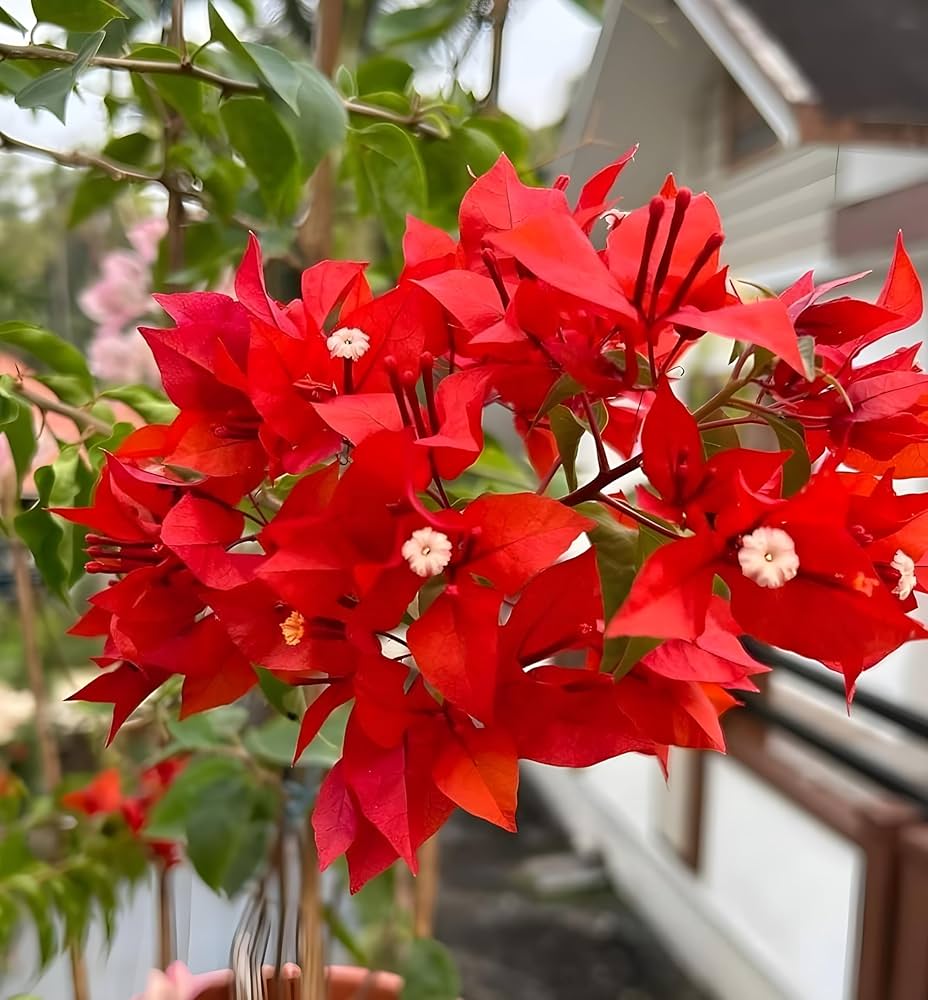 Kastanienrot Drillingsblume Blumensamen zur Aussaat – Halbschatten verträglich – Traditionssorte & ohne Gentechnik Samen Hausgarten