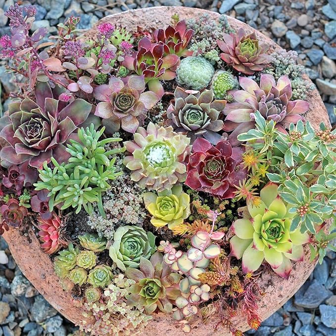 Gemischt Sedum Blumensamen zur Aussaat kompakt Wuchs Traditionssorte & ohne Gentechnik Samen Hausgarten