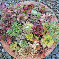 Gemischt Sedum Blumensamen zur Aussaat kompakt Wuchs Traditionssorte & ohne Gentechnik Samen Hausgarten