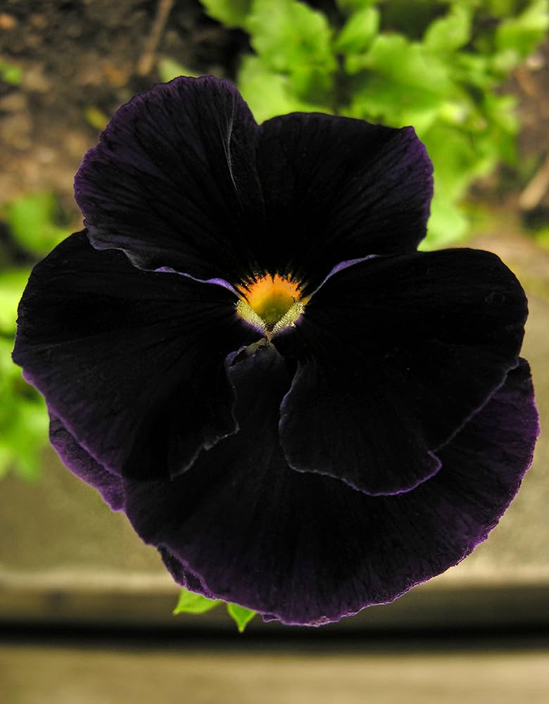 Schwarz Stiefmütterchen Halloween Blumensamen einzigartig Garten Decoration