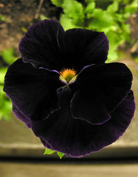 Schwarz Stiefmütterchen Halloween Blumensamen einzigartig Garten Decoration