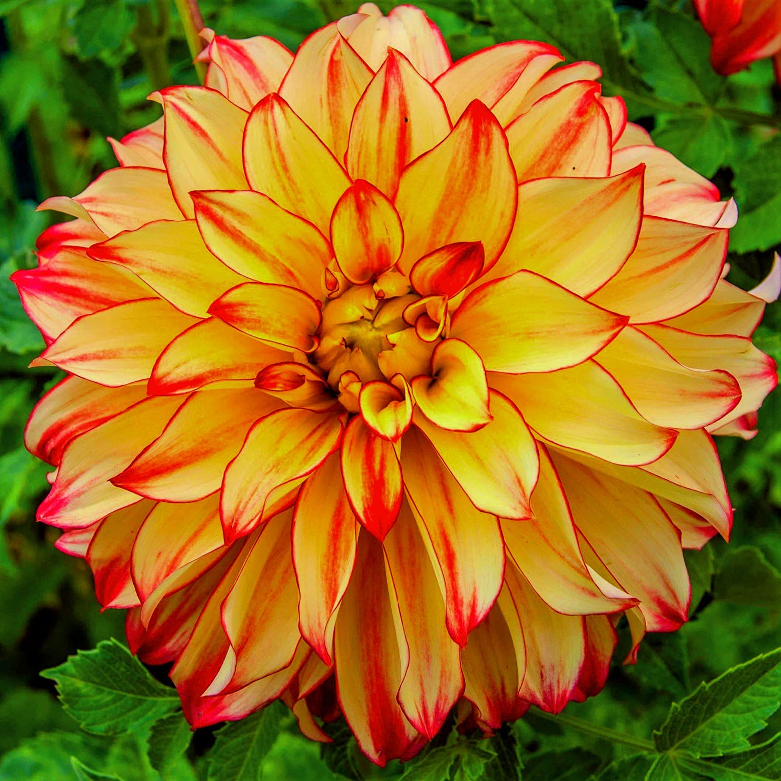 Dahlie Dahlie pinnata Blumensamen zur Aussaat Blume Beet und Garten