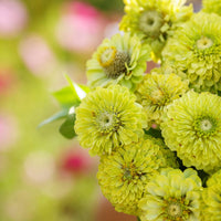 Grün Zinnie Envy Chartruse gefüllt Selection Samen leuchtend Gartenblumen
