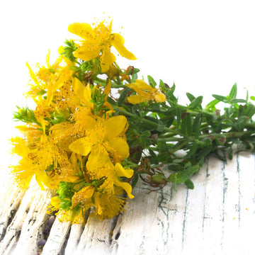 Hypericum (hypericum blume) samen for anpflanzung in home garten