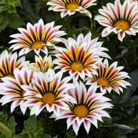 Mittagsgold Blumensamen – Wholesale – selten Pflanzen – Bonsai biologisch Samen
